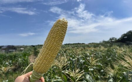 とうもろこし 8本 黄色 とうもろこし とうもろこし とうもろこし とうもろこし とうもろこし とうもろこし