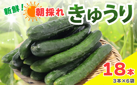 きゅうり 新鮮 朝採れ 18本入り きゅうり きゅうり きゅうり きゅうり きゅうり