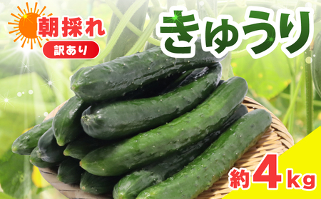 訳あり きゅうり 約4kg きゅうり きゅうり きゅうり きゅうり きゅうり