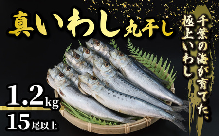 いわし 丸干し 約 1.2kg いわし いわし いわし いわし いわし