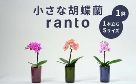 小さな 胡蝶蘭 1本立ち 鉢 付き 1鉢 ranto Sサイズ [ 胡蝶蘭 ]