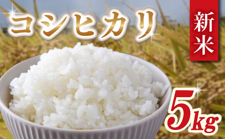 令和7年産新米 コシヒカリ 5kg | コシヒカリ 精米 千葉県 旭市