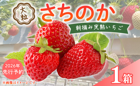 [2026年先行予約] いちご 大粒 9〜18粒 1箱 [ いちご ]