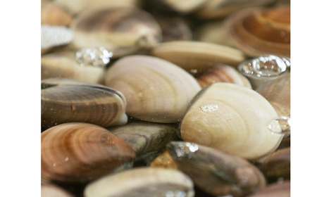  ͂܂ 3.5kg (40-60gTCY) ͂܂ 