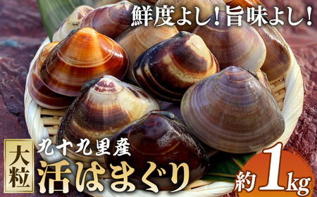 大粒活はまぐり 約1kg [某TV番組で全国1位になった大粒活はまぐり] 九十九里産 国産 貝類