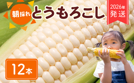 [ 2026年 先行予約 ] 白とうもろこし 12本 [ ホワイトコーン ]