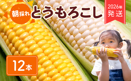 [ 2026年 先行予約 ] とうもろこし 白 & 黄色 12本 食べ比べ [ とうもろこし ]