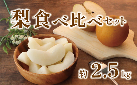 �y2026�N��s�\��z ��t���Y �� �H�ה�׃Z�b�g �� 2.5kg 2��ȏ� �y �� �z