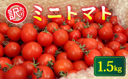 [先行予約] 訳あり ミニトマト 1.5kg 2026年5月・6月発送