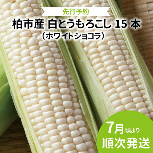[オンライン決済限定]柏市産 白とうもろこし 15本 [先行予約 2026年7月順次発送] ホワイトショコラ 野菜 コーン 国産 千葉県産 産地直送 取り寄せ プレゼント ギフト 贈り物 バーベキュー BBQ