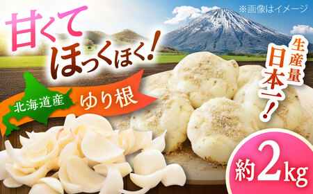 [2026年11月上旬以降発送] ゆり根 Lサイズ 約2kg | ゆり根 ゆりね 野菜 冬野菜 産地直送 北海道 | 道の駅 真狩フラワーセンター[BPAM002]