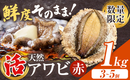 [数量限定]天然『活』アワビ (赤) 1kg ( 3〜5個 )[7月中旬-9月上旬頃出荷] 寺田水産 [配送不可地域:離島・北海道・沖縄県・東北・中国・四国・九州] 千葉県 勝浦市 海産物 鮑 あわび 刺身