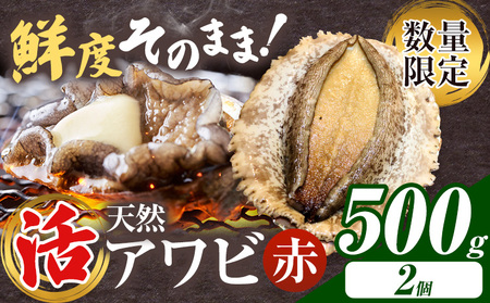 [数量限定]天然『活』アワビ (赤) 500g ( 2個 )[7月中旬-9月上旬頃出荷] 寺田水産 [配送不可地域:離島・北海道・沖縄県・東北・中国・四国・九州] 千葉県 勝浦市 海産物 鮑 あわび 刺身