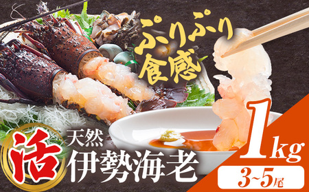 �y���ʌ���z�V�R�w���x�ɐ��C�V 1kg  ( 3�� �` 5�� ) �y�z���s�n��F�����E�k�C���E���ꌧ�E���k�E�����E�l���E��B�z���c���Y