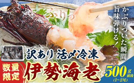 数量限定 訳あり 活〆冷凍 伊勢海老 500g前後(1〜2尾) 寺田水産[配送不可地域あり](離島)