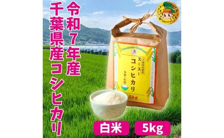 ���� ��t���s���s�Y �X�[�X�[�R�V�q�J�� 5kg �� �R�� ���� �R�V�q�J�� �����Ђ��� �ӂ����� �Â� ��i�ȍ��� ��߂Ă��������� �s���s ��t��