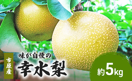 市原産味が自慢の 幸水梨(5kg) 果物 フルーツ