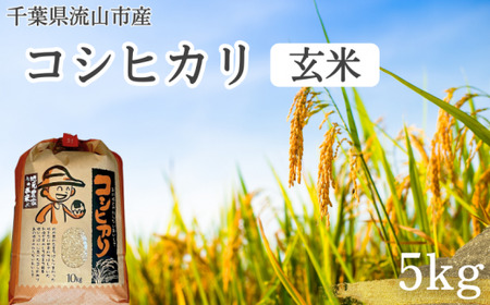 コシヒカリ 米 5kg 新川耕地 玄米 単発