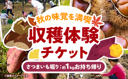 収穫体験 チケット さつまいも掘り 約1kgお持ち帰り 有限会社水野果樹園[30日以内に出荷予定(土日祝除く)]千葉県 流山市 収穫 体験 サツマイモ 体験 野菜