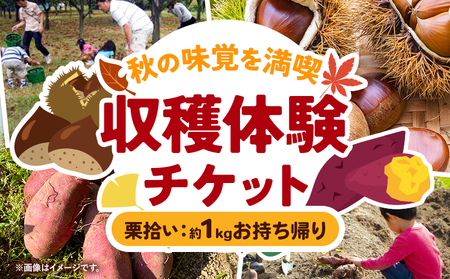 収穫体験 チケット 栗拾い 約1kgお持ち帰り 有限会社水野果樹園[30日以内に出荷予定(土日祝除く)]千葉県 流山市 収穫 体験 くり 体験 野菜