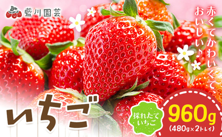 ������ ��960g (480��×2�g���C) ���쉀�|�y�����w��s�z�y�z���s�n�悠��z