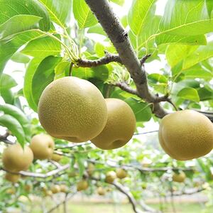 �󂠂藜�@�₿��100�N�̗�1���@�y1007601�z