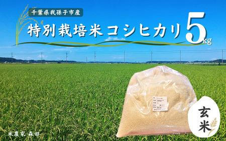 [冷めても美味しい]農家直送 千葉県産 特別栽培米コシヒカリ 5kg(玄米)