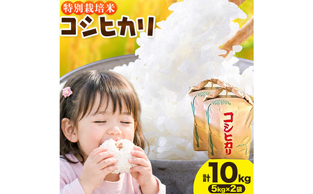 令和7年産 特別栽培米 白米 コシヒカリ 10kg(5kg×2) 米の半左エ門[30日以内に出荷予定(土日祝除く)]千葉県 我孫子市 こしひかり 精米 白米 ごはん お米 ライス ブランド ご飯 和食 お弁当 おにぎり 国産 コメ おかず 送料無料