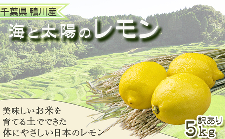 [1月発送][皮まで食べられる]海と太陽のレモン[訳あり品-良品-]5kg(約40個) [0011-0058]