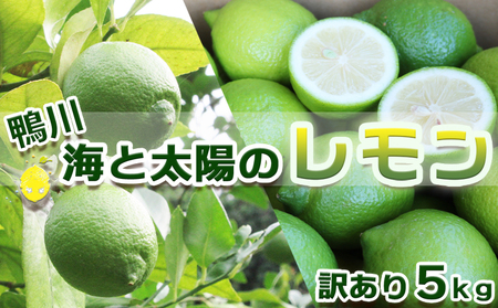 [12月発送][皮まで食べられる]海と太陽のレモン[訳あり品-優品-]5kg(約40個) [0011-0058]