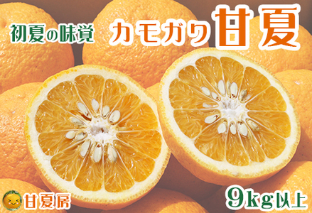 【初夏の味覚】鴨川産 甘夏房の『カモガワ甘夏』９kg以上《期間限定》《数量限定》《4月～5月配送》ちばエコ農産物 減農薬 あまなつ アマナツ みかん 柑橘 産地直送 フルーツ 旬 [甘夏房][0011-0072]