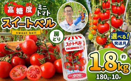 [6月発送] 高糖度 ミニトマト スイートベル ( 房どり ) 180g × 10P | 野菜 トマト ミニトマト プチトマト トマト 高糖度 トマト とまと 小分け 千葉 君津 きみつ
