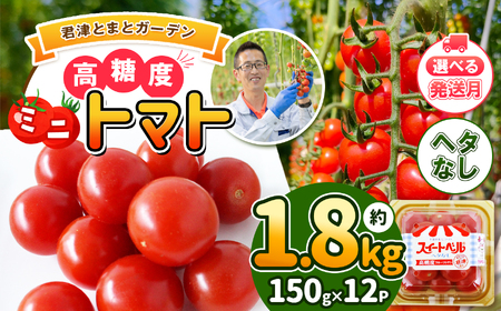 [7月発送] 高糖度 ミニトマト スイートベル ( ヘタなし ) 150g × 12P | 野菜 トマト ミニトマト プチトマト トマト 高糖度 トマト とまと 小分け 千葉 君津 きみつ