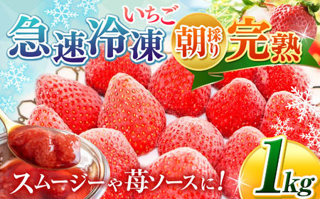 完熟・急速冷凍いちご 1kg | 苺 いちご イチゴ 果物 フルーツ ふるーつ 冷凍 いちご れいとう イチゴ 果実 果汁 冷凍 冷凍食品 冷凍いちご 朝採り 完熟 新鮮 スムージー オススメ 千葉県 君津市 きみつ