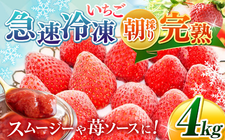 完熟・急速冷凍いちご 4kg | 苺 いちご イチゴ 果物 フルーツ ふるーつ 冷凍 いちご れいとう イチゴ 果実 果汁 冷凍 冷凍食品 冷凍いちご 朝採り 完熟 新鮮 スムージー オススメ 千葉県 君津市 きみつ
