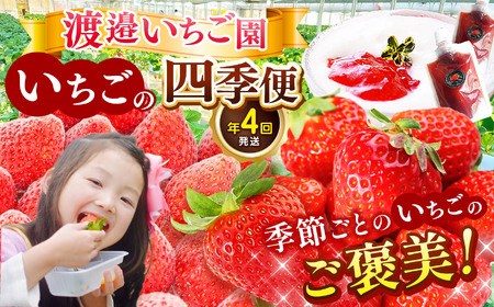 [ 定期便 4回 ] 渡邉いちご園を楽しむ“いちごの四季便" 
