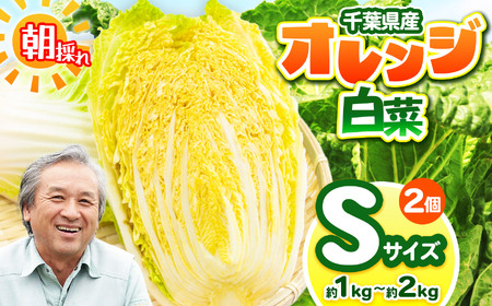オレンジ白菜 Sサイズ 約1〜2kg (2個) 農薬(化学肥料):栽培期間中不使用