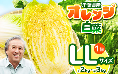 オレンジ白菜 LLサイズ 約2〜3kg (1個) 農薬(化学肥料):栽培期間中不使用