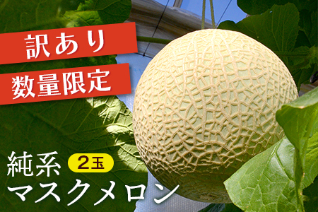 [訳あり]純系マスクメロン2玉[8〜9月発送分]