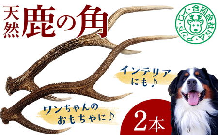 シカの角 2本