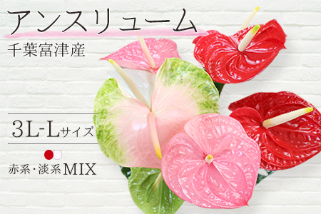 富津産切花アンスリューム（3L-Lサイズ）【色合い：おまかせMIX】