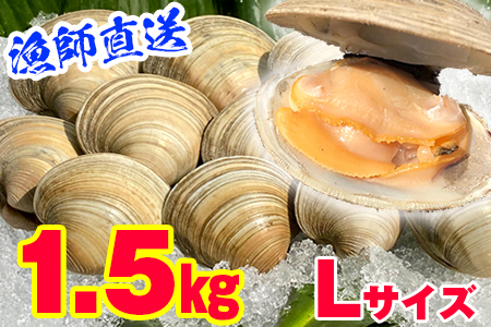 漁師直送！活ホンビノス貝1.5kg（Lサイズ）