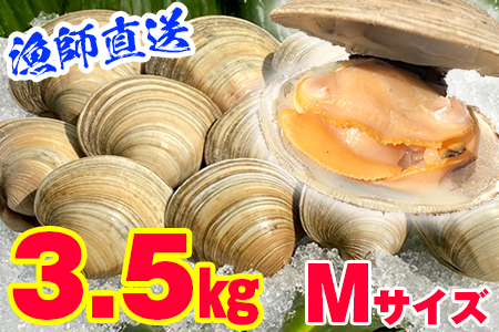 漁師直送！活ホンビノス貝3.5kg（Mサイズ）◇