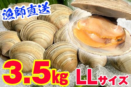 漁師直送！活ホンビノス貝3.5kg（LLサイズ）