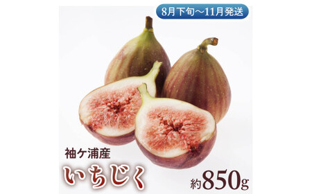 袖ケ浦産いちじく 約850g[8月下旬から11月発送]グリーンファーム三基|直送 果物 くだもの フルーツ スイーツ イチジク 袖ケ浦 房総 千葉 [0392ch]