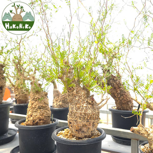 オペルクリカリア・パキプス「塊根植物の王様」(発根管理済) Z12｜観葉植物 コーデックス 盆栽 鉢植え インテリア ハコネコ [0598]