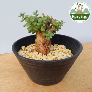 ケラリア・ピグマエア (発根管理済) A001｜観葉植物 コーデックス 盆栽 鉢植え インテリア ハコネコ [0654]