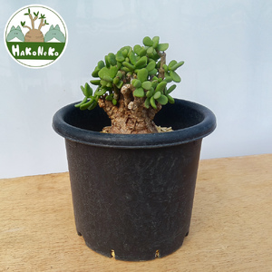 ケラリア・ピグマエア (発根管理済) A006｜観葉植物 コーデックス 盆栽 鉢植え インテリア ハコネコ [0659]