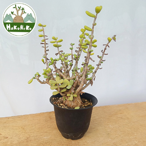 ケラリア・ピグマエア (発根管理済) A007|観葉植物 コーデックス 盆栽 鉢植え インテリア ハコネコ [0660]