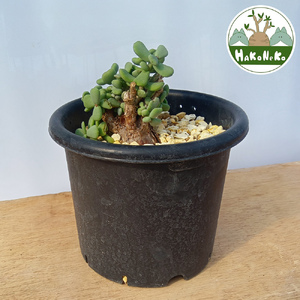 ケラリア・ピグマエア (発根管理済) A015|観葉植物 コーデックス 盆栽 鉢植え インテリア ハコネコ [0668]